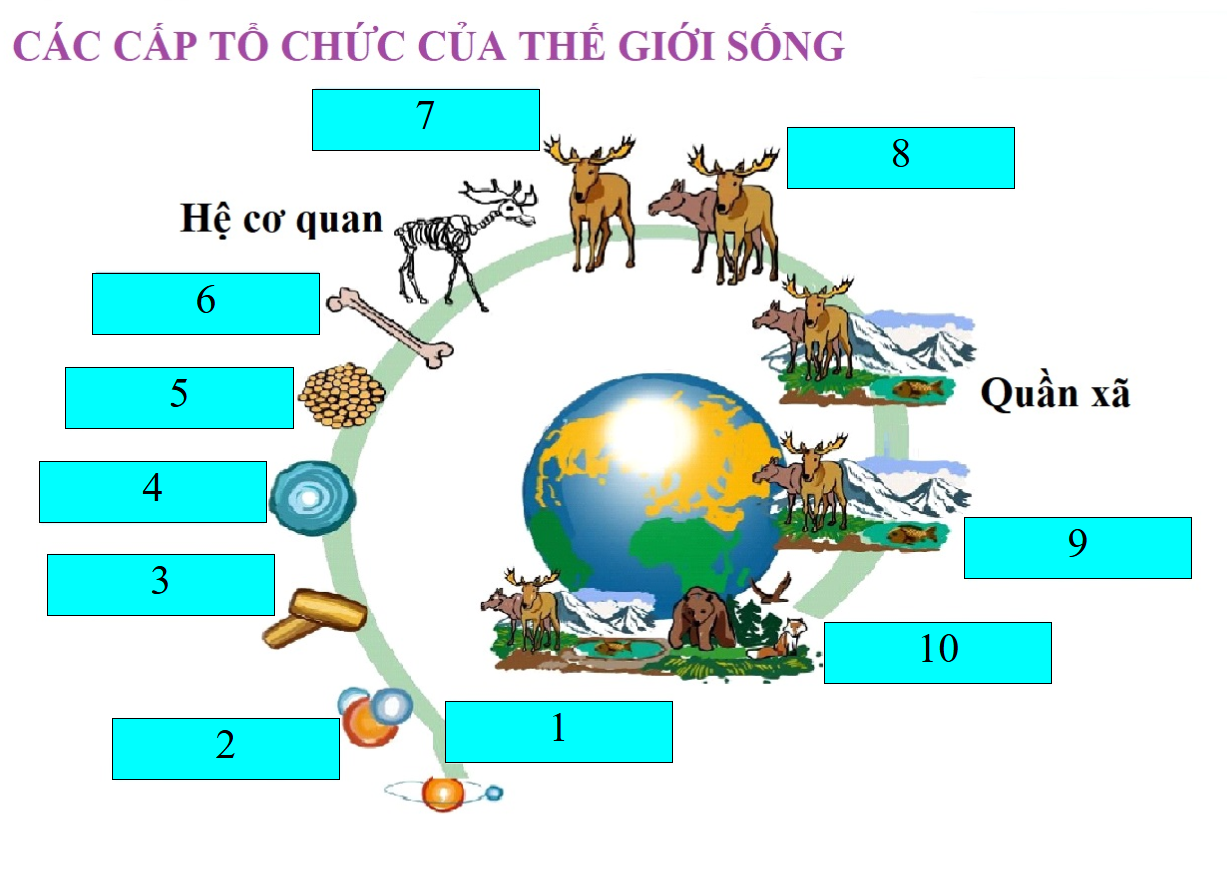 Trò chơi nhận diện